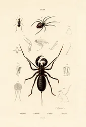 Whip Scorpion, 1833-39